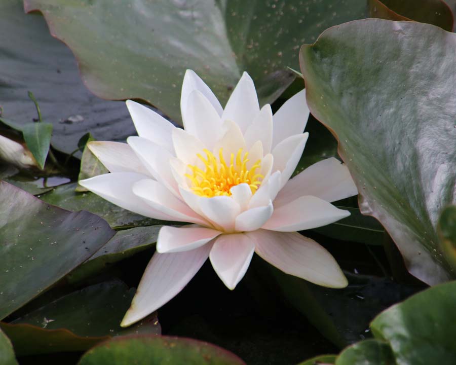 Westbury Court Garden - restored Dutch Water Garden - Water lily