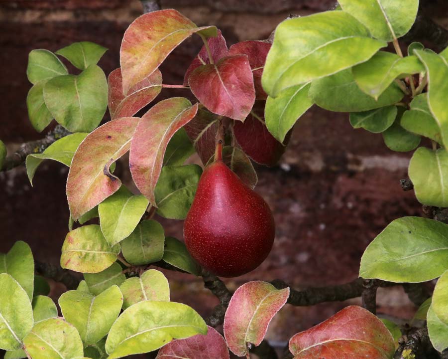 Westbury Court Garden - Walled Garden - old variety of Pear - Pyrus forellec
