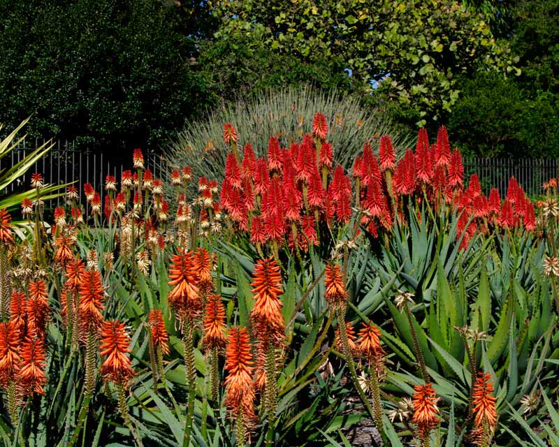 Aloes add colour outside the main gate of Royal Botanic Garden, Sydney in MacQuarie Street - July