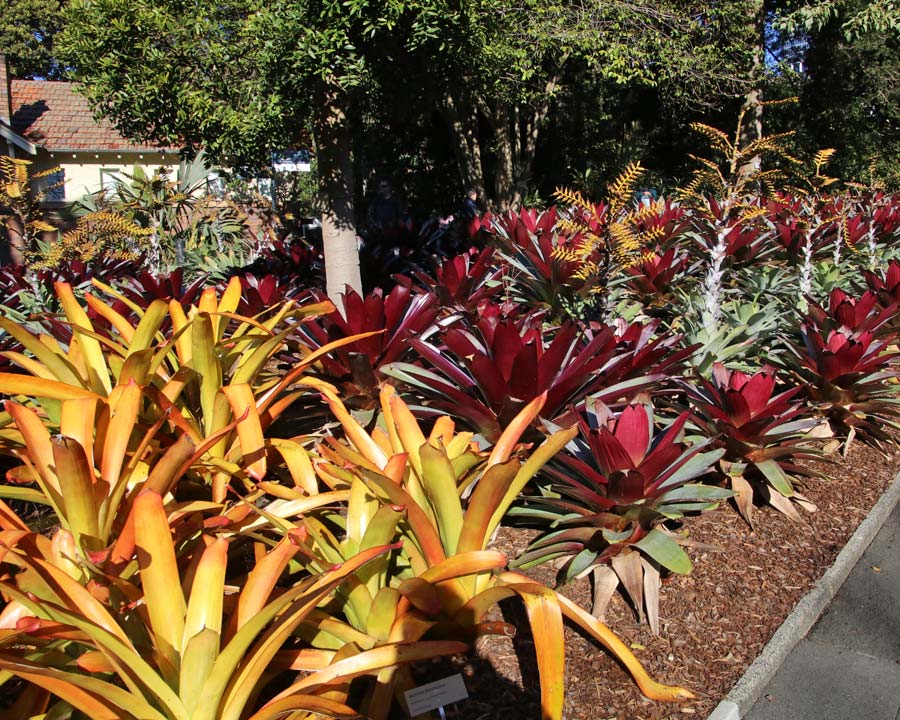 Sydney Botanic Gardens - Bromeliad Bed