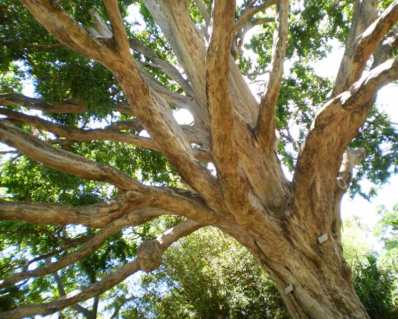 Many wonderful mature trees - N.B. this is an artfully shot angle, not real -  Royal Botanic Garden, Sydney