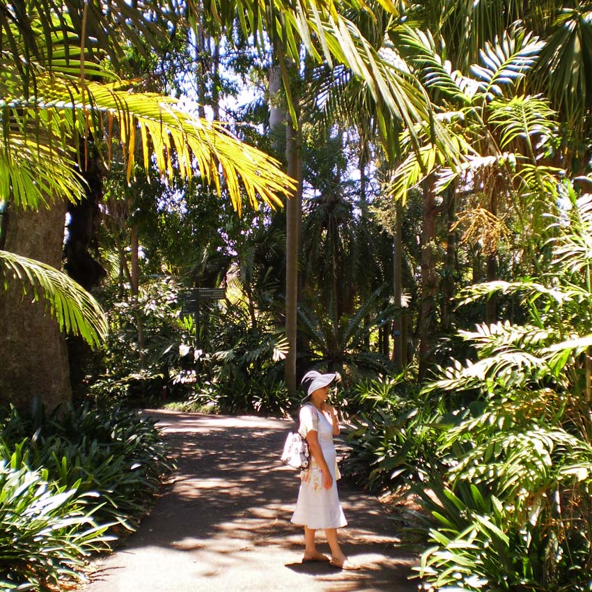 Many wonderfully shady pathways - Royal Botanic Garden, Sydney
