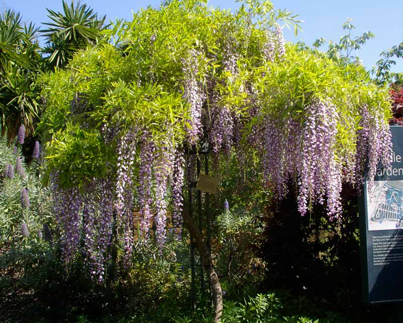 In September the Wisteria are in flower. They can be seen climbing over arches and in the standard form.  This is Wisteria floribunda Macrobotrys - Royal Botanic Garden, Sydney
