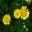 Arthemis tinctoria - Dyers Chamomille - yellow dye