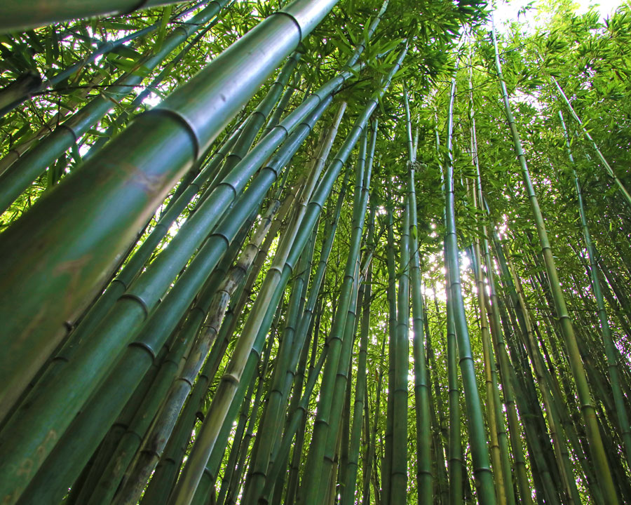Bamboo forest in Chinese Garden, Hamilton Botanic Gardens, NZ