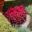 The vivid red flowers and leaves of Celosia argentea - Italian Garden Hamilton Gardens NZ
