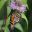 Beautiful butterfly gently settles on a Monarda fitulosa flower in the Italian Garden