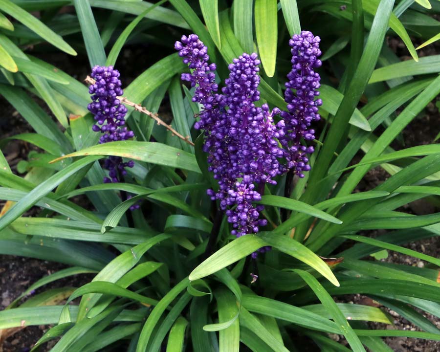 Liriope spp used as edging plant in Modernist Garden