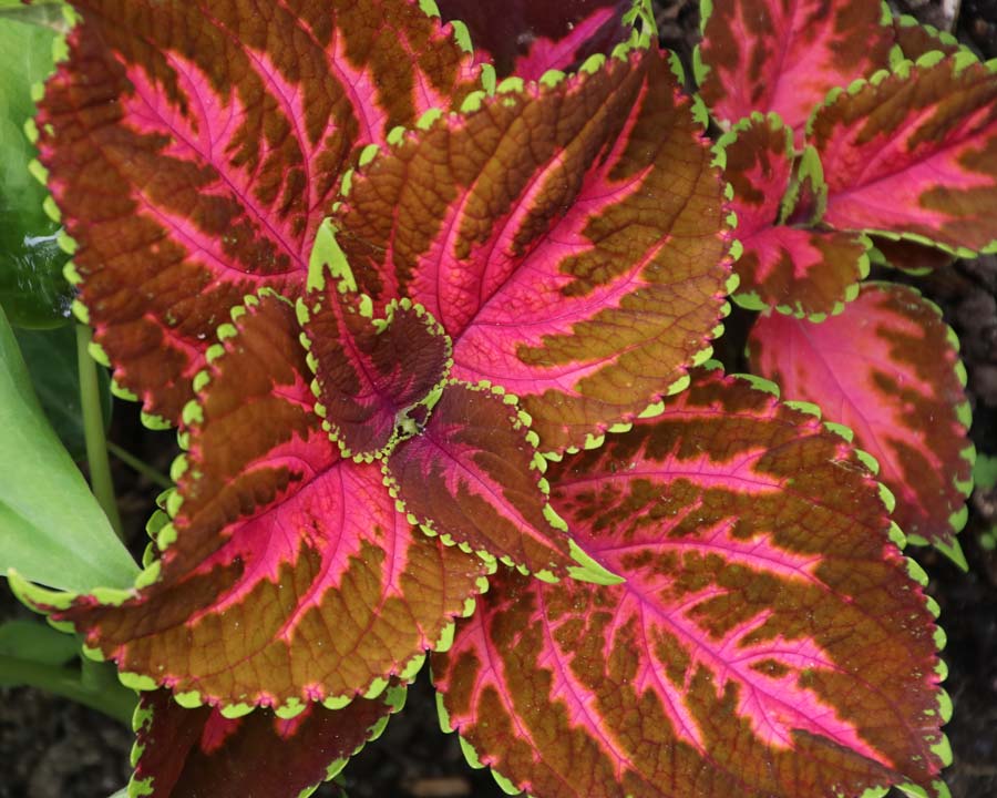 Brightly coloured and variegated leaves of Solenostemon scutellarioides - Tropical Garden, Hamilton Gardens NZ