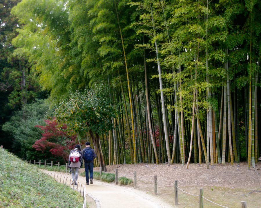 Korakuen Garden - Bamboo Grove
