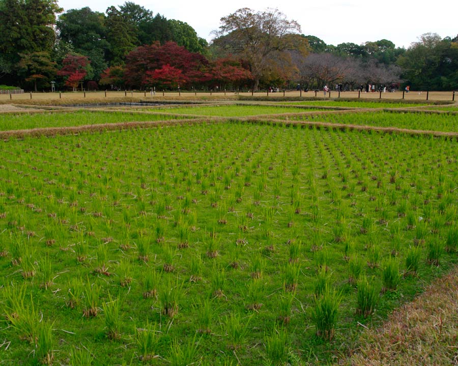 The Rice Fields in autumn - Korakuen Gardens