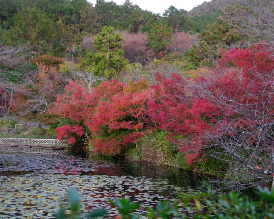 Ryoanji Zen Rock Garden, Kyoto Autumn colour around the lake
