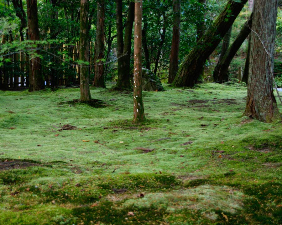 Ryoanji Zen Rock Garden, Kyoto, Woodland moss garden