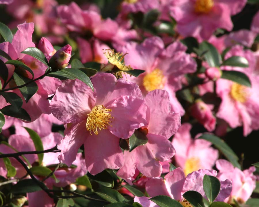 Kinkaku-ji, Golden Pavillion and Garden - Pink blooms of Camellia