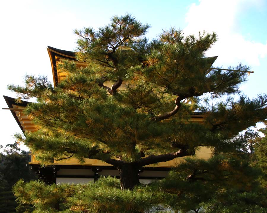 Kinkaku-ji, Golden Pavillion and Garden - Pine trees