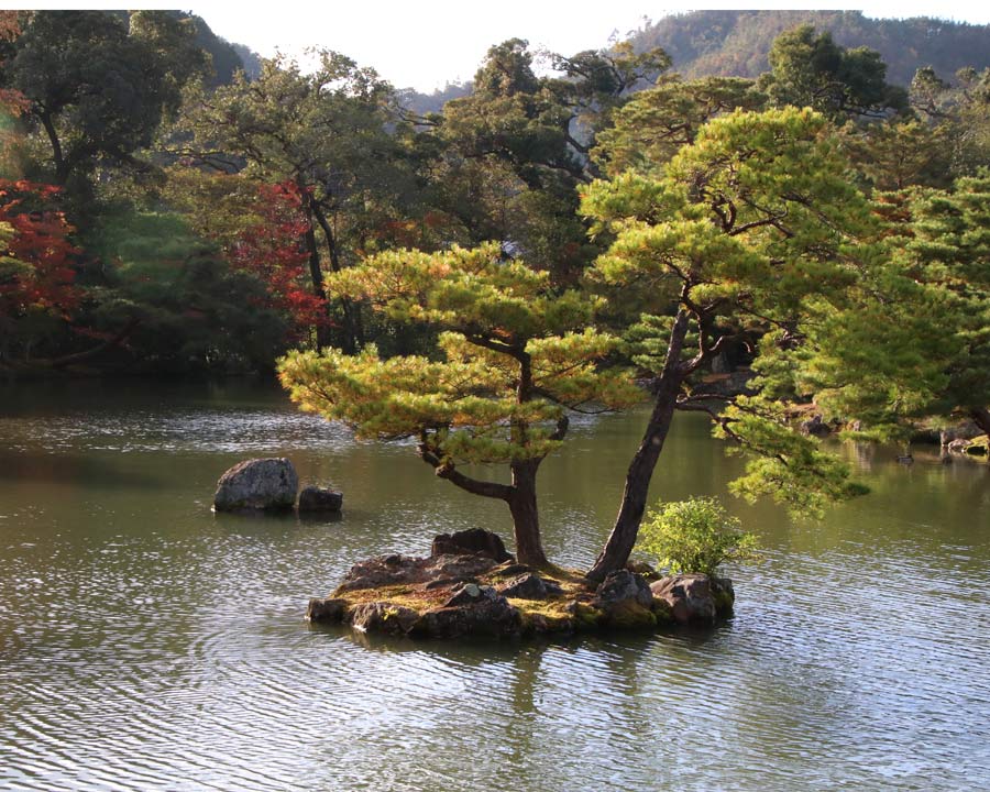 Kinkaku-ji, Golden Pavillion and Garden - Pines growing on one of the many islets on Kyoko-chi pond