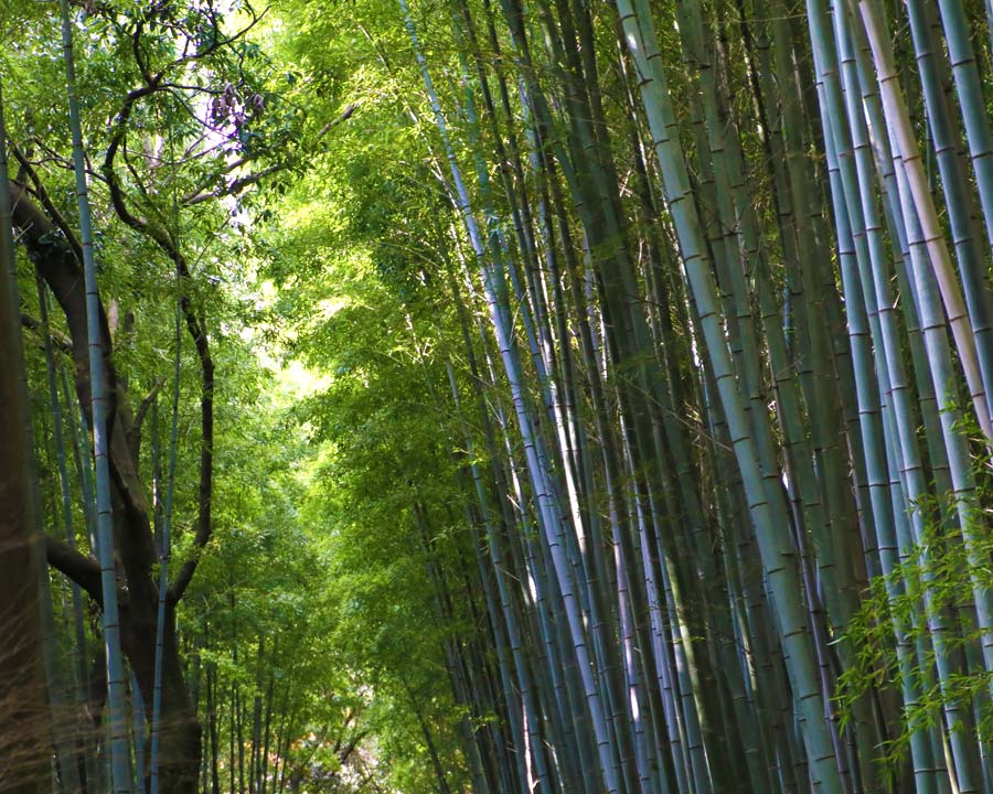 Sagano Bamboo Forest Kyoto