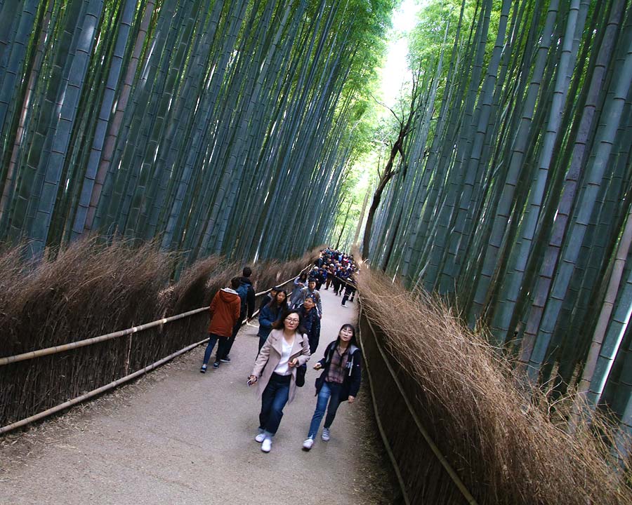 Sagano Bamboo Forest, directly behind Tenryu-ji Temple Gardens in Kyoto