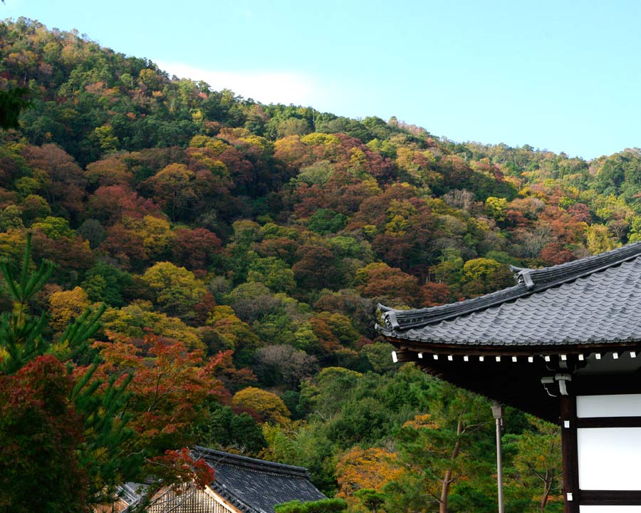 Autumn colour on the slopes of Mount Arashi behind the Tenryuji Temple