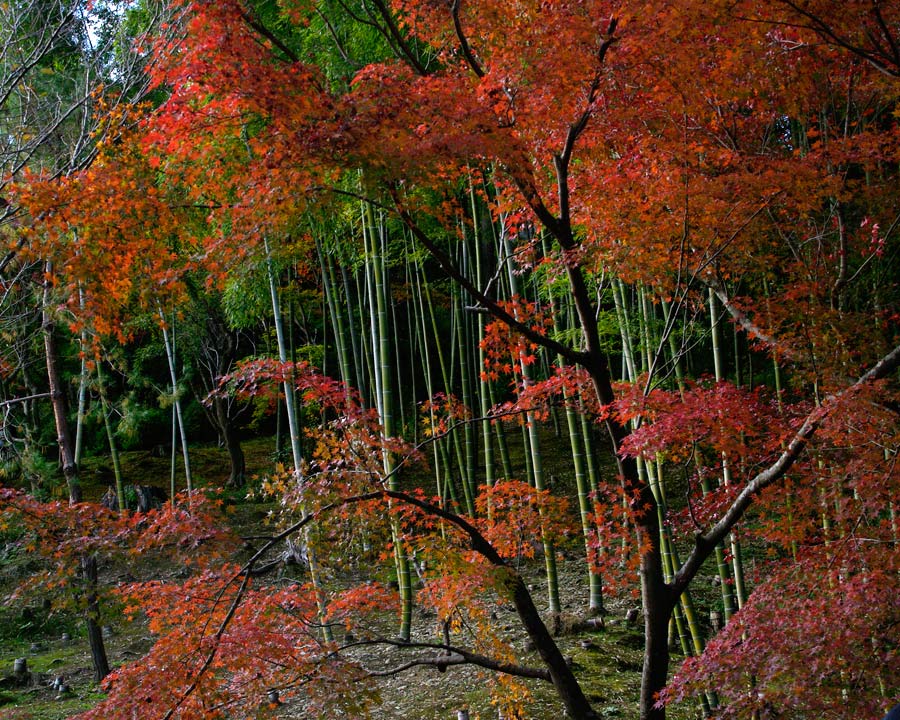 Autumn contrast - red of maples with vibrant green of bamboo growing in Sagano Bamboo Forest