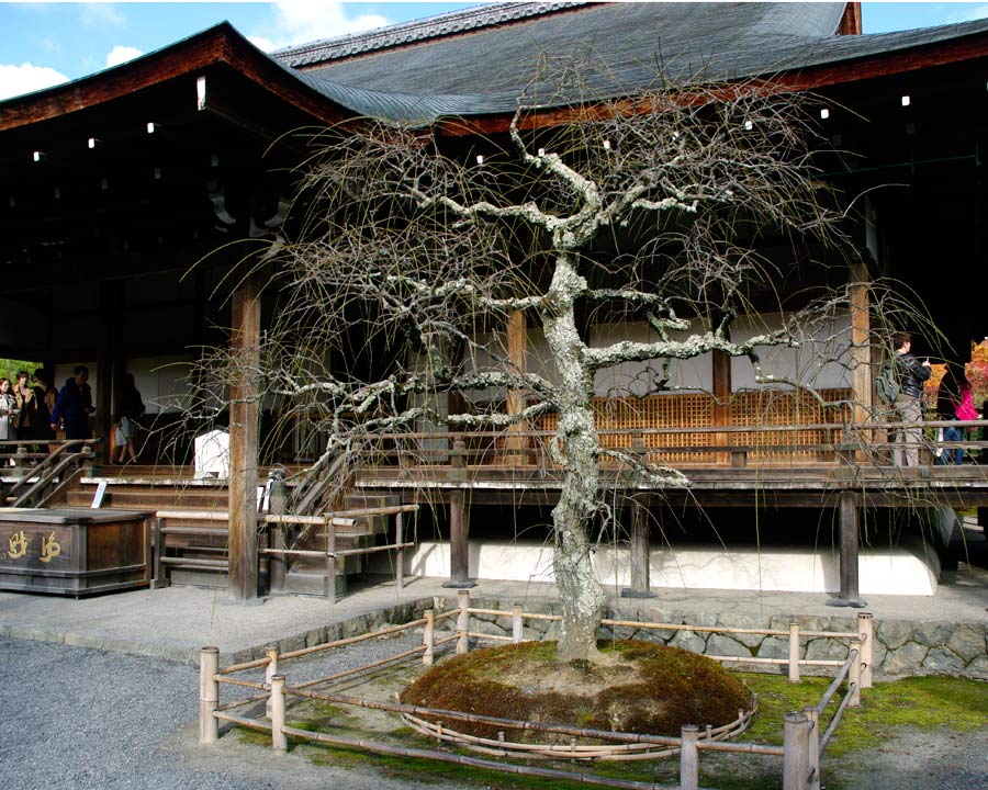 Extremely old Cherry Tree growing outside main hall of Tenryu-ji Temple