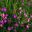 Crowea saligna - Cranbourne Garden