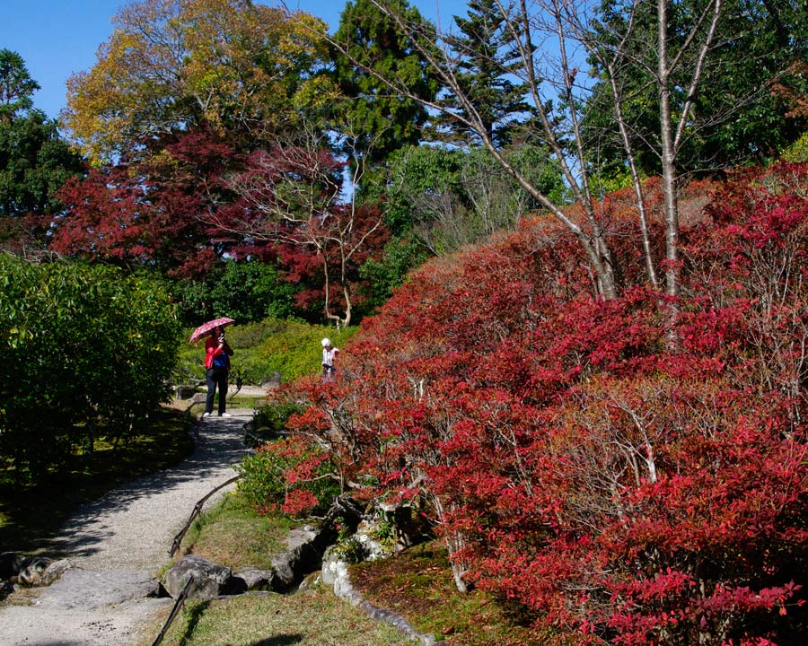 Isuien Garden - Autumn colour, maple trees and spindle bushes line the paths