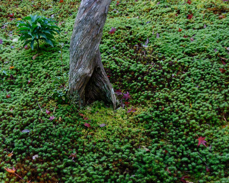 Isuien Gardens, moss is a common feature of Japanese gardens