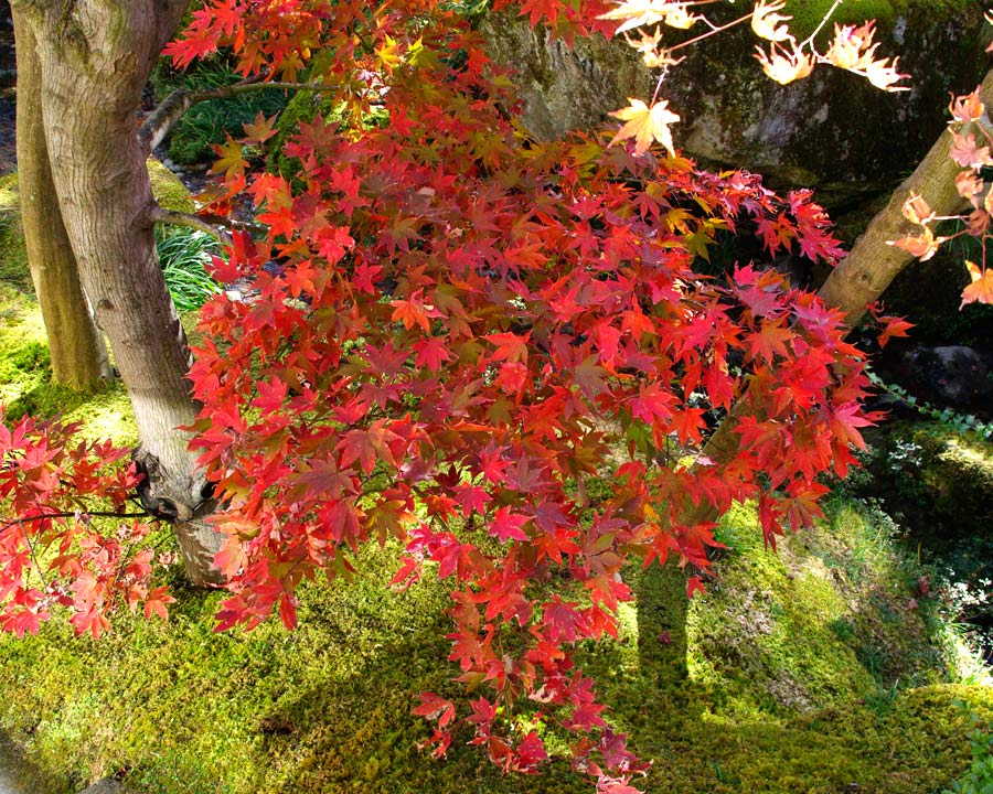 Hakone Museum of Art Moss Garden in autumn