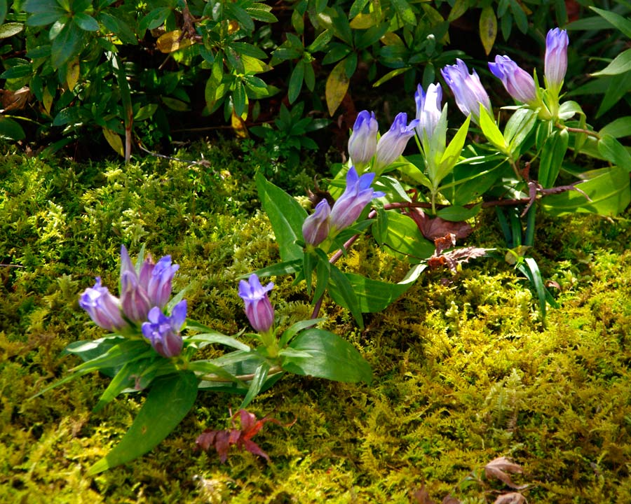 Hakone Museum of Art Moss Garden in autumn - Genitian japonica