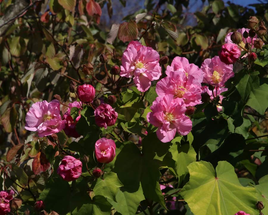 Hemiji Koko-en, Garden of Nine Rooms - Room 7 The Garden of Flowers - Pink flowers of Hibiscus mutabilis