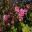 Hemiji Koko-en, Garden of Nine Rooms - Room 7 The Garden of Flowers - Pink flowers of Hibiscus mutabilis