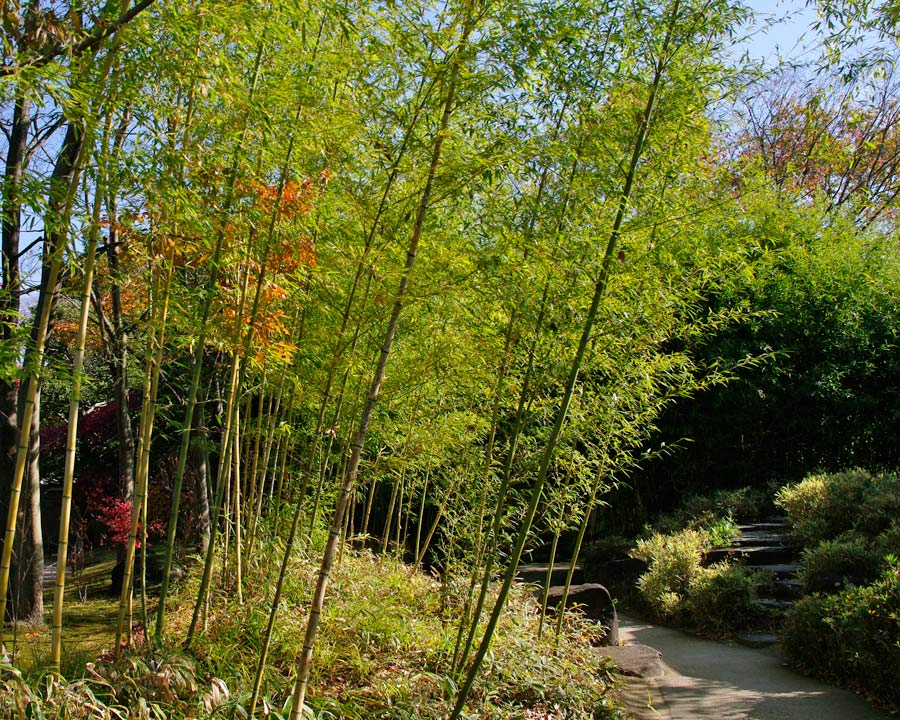 Hemiji Koko-en, Garden of Nine Rooms - Room 9 Garden of Bamboo
