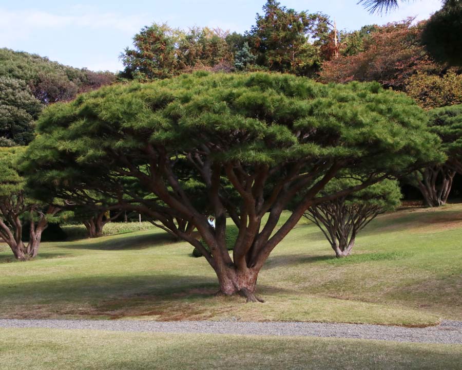 Shinjuku Gyoen, Tokyo - Pinus thunbergi