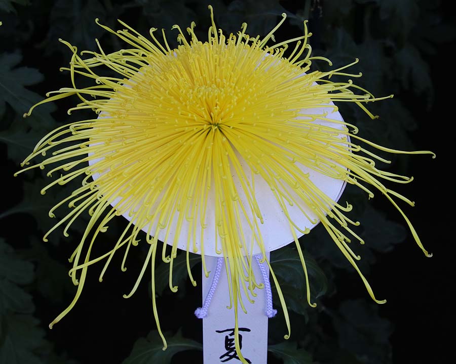 Shinjuku Gyoen, Tokyo, Chrysanthemum Exhibition