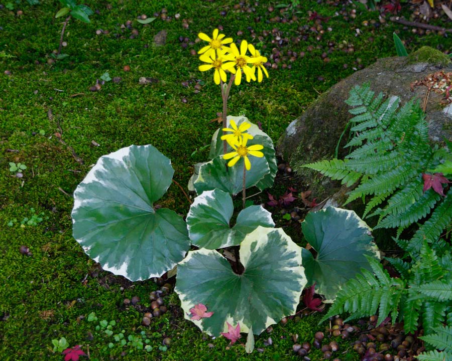 Ligularia tussilaginea Variegated as seen at Yoshikien Gardens Nara
