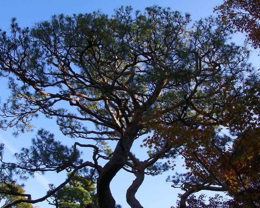 Black Pine at Yoshikien Gardens, Nara, Japan