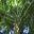 Borassodendron machadonis, providing welcome shade