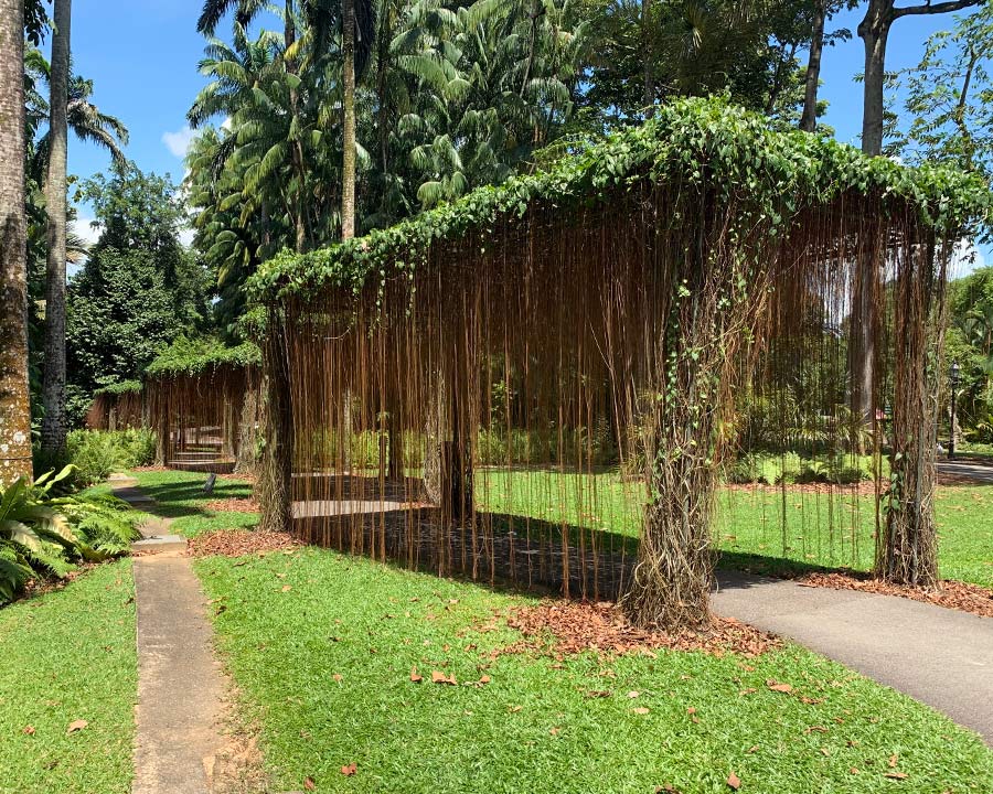 Singapore Botanic Gardens - Cissus verticillata arches