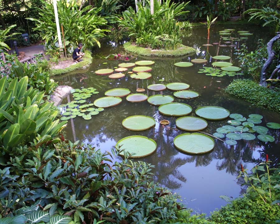 Singapore Botanic Gardens - Pond in Ginger Garden