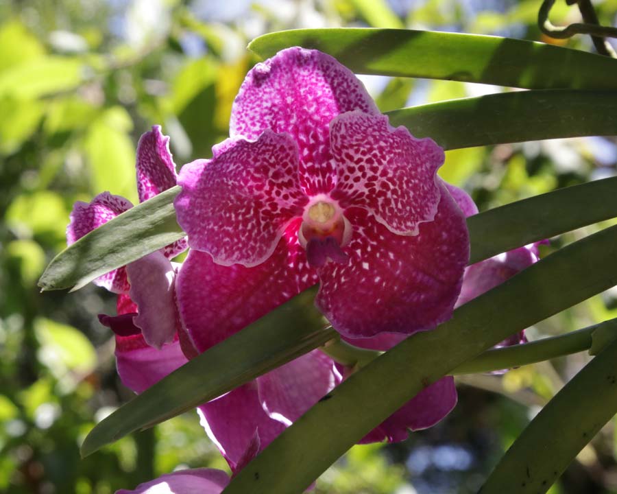 Phalenopsis orchid at Singapore Botanic Gardens
