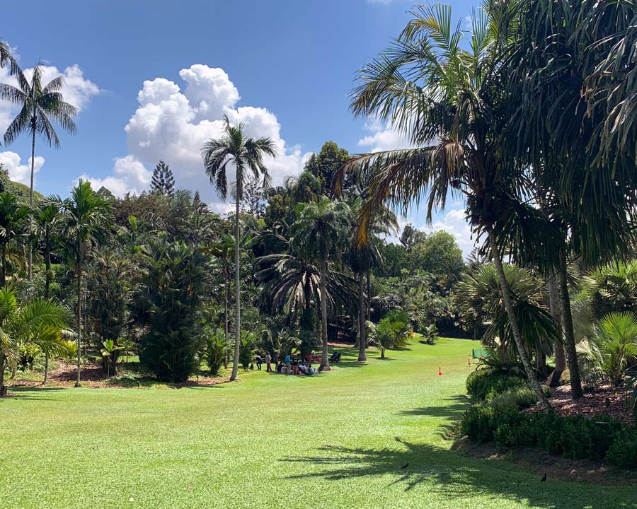 Singapore Botanic Gardens - Palm Valley