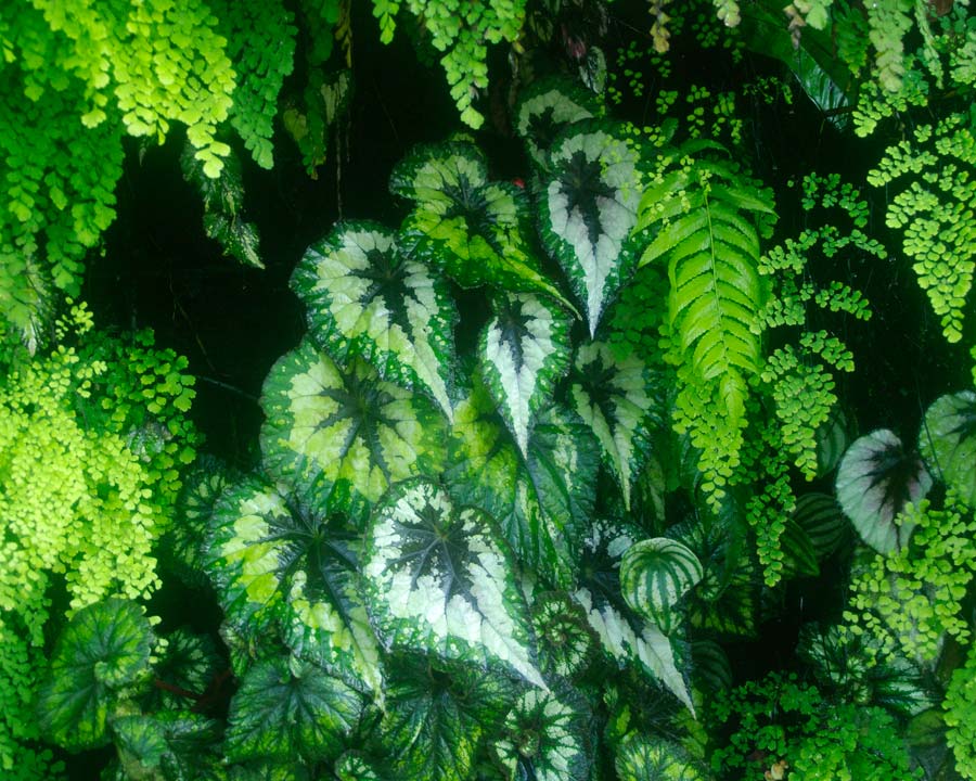 Gardens by the Bay - Singapore. Cloud Forest Dome  Bergonia growing amongst ferns on Vertical wall