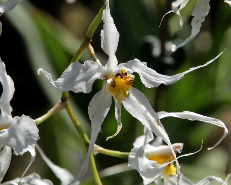 Gardens by the Bay - Singapore. Cloud Forest Dome - around the base of the mountain delicate white orchids Oncidium cirrhosum