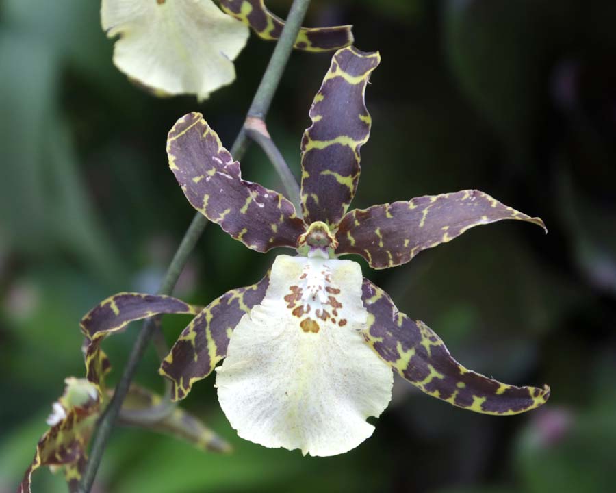 Gardens by the Bay - Singapore. Flower Fantasy Orchid Brassidium hibrido