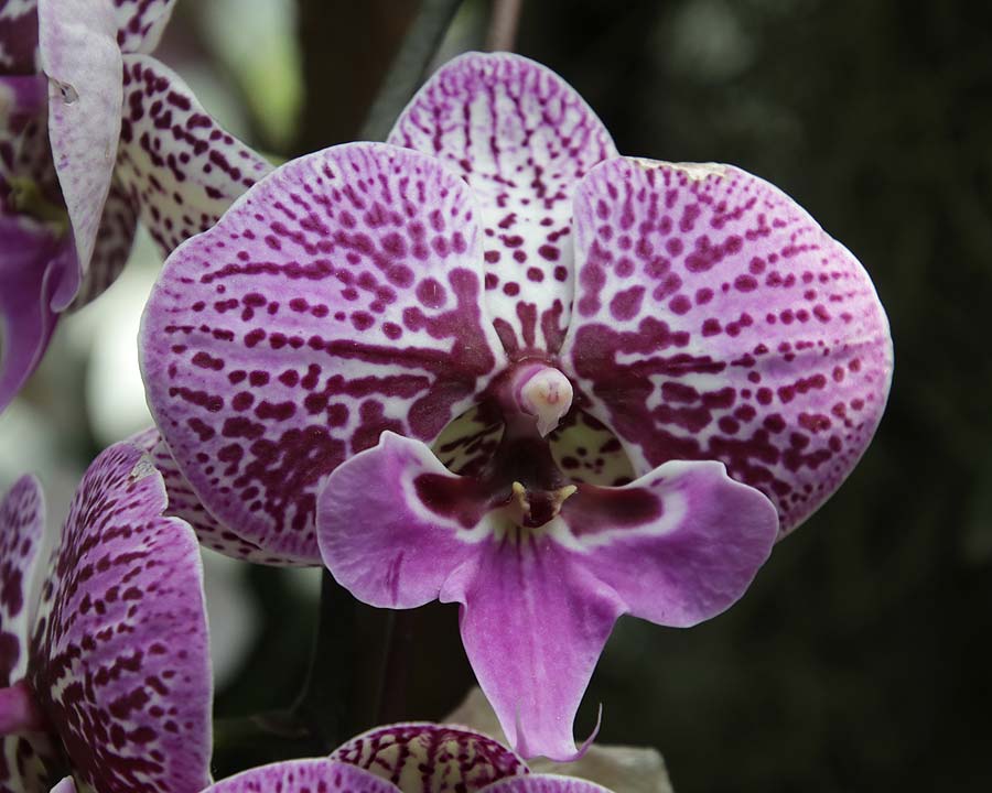Gardens by the Bay - Singapore. Flower Fantasy purple and white orchid