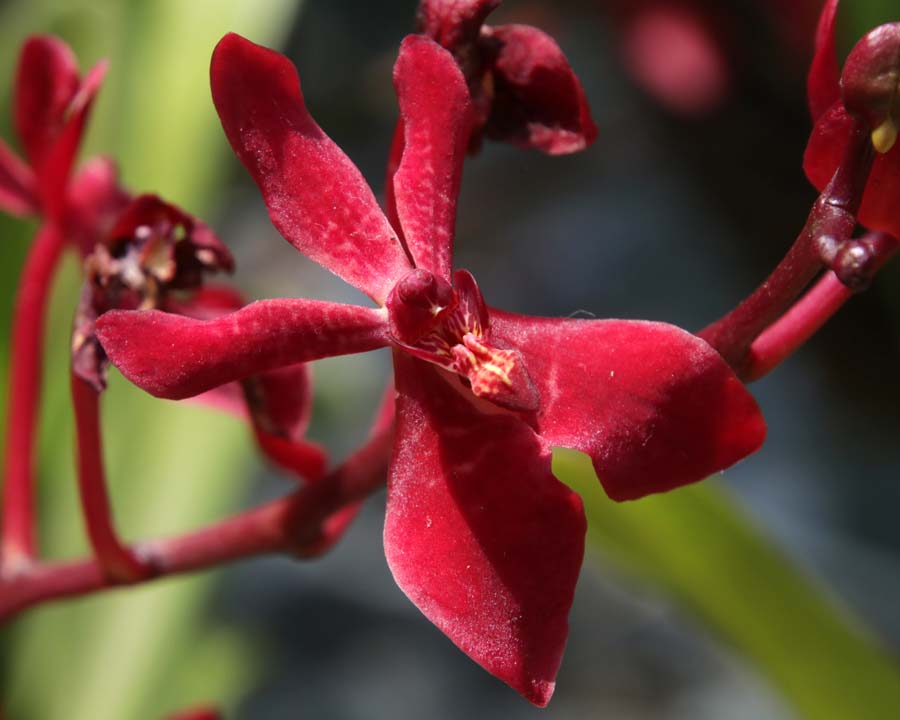 Gardens by the Bay - Singapore. Flower Fantasy Orchid with deep red flower of Renanthera