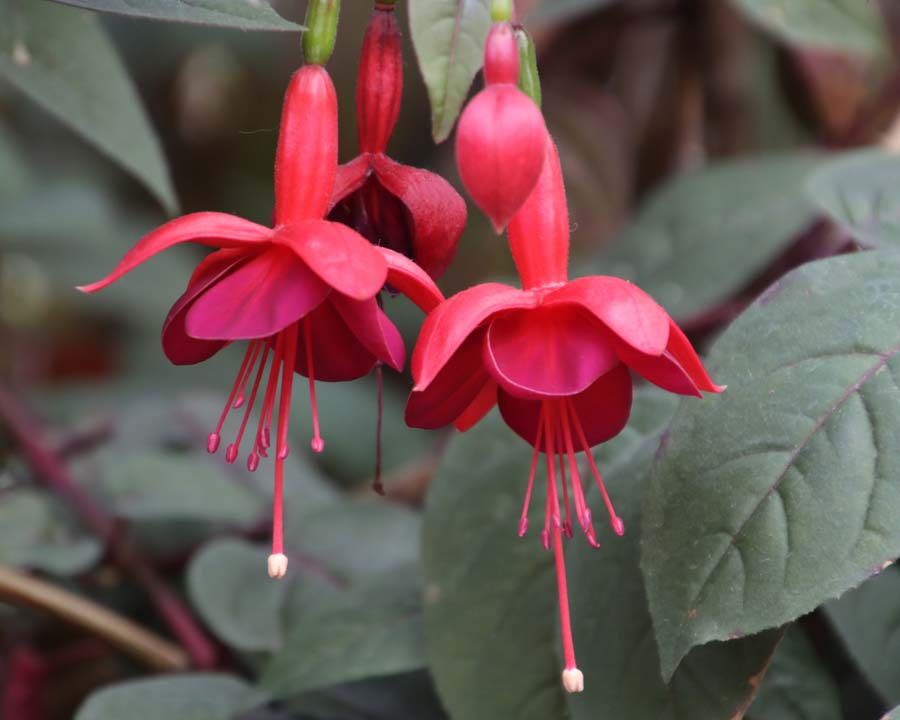 Gardens by the Bay - Singapore. Flower Dome - Fuchsia red flowers