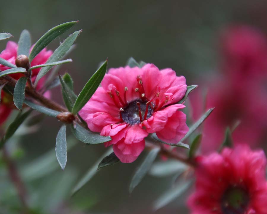 Gardens by the Bay - Singapore. Flower Dome - deep pink flowers of Leptospermum sp