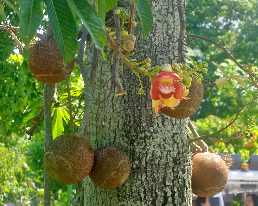 Gardens by the Bay - Singapore. Fruit and Flower Garden - Couroupita guianensis or Cannon Ball tree